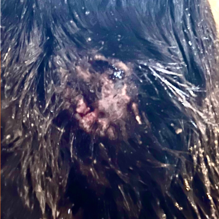 Before Antibiotics upclose injury